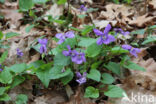 Early Dog-violet (Viola reichenbachiana)