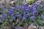 Sweet Violet (Viola odorata)