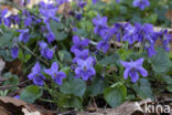 Sweet Violet (Viola odorata)