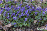 Sweet Violet (Viola odorata)