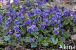 Sweet Violet (Viola odorata)