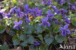 Sweet Violet (Viola odorata)