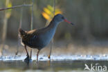 Waterrail (Rallus aquaticus)