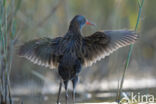 Waterrail (Rallus aquaticus)