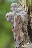 Tawny Owl (Strix aluco)