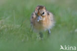 Black-tailed Godwit (Limosa limosa)