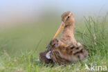 Black-tailed Godwit (Limosa limosa)