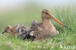 Black-tailed Godwit (Limosa limosa)