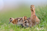 Grutto (Limosa limosa)