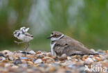 Kleine Plevier (Charadrius dubius)