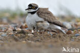 Kleine Plevier (Charadrius dubius)