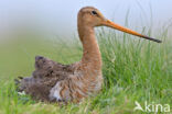 Black-tailed Godwit (Limosa limosa)