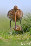 Black-tailed Godwit (Limosa limosa)