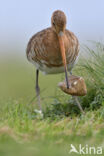 Black-tailed Godwit (Limosa limosa)