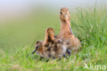 Black-tailed Godwit (Limosa limosa)