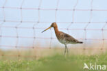 Black-tailed Godwit (Limosa limosa)