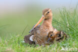 Black-tailed Godwit (Limosa limosa)