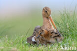 Grutto (Limosa limosa)