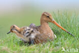 Grutto (Limosa limosa)