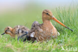 Black-tailed Godwit (Limosa limosa)