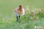 Black-tailed Godwit (Limosa limosa)