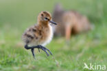 Black-tailed Godwit (Limosa limosa)