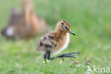 Grutto (Limosa limosa)