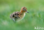 Black-tailed Godwit (Limosa limosa)