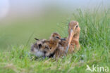 Black-tailed Godwit (Limosa limosa)