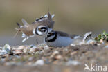 Kleine Plevier (Charadrius dubius)