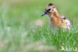 Black-tailed Godwit (Limosa limosa)