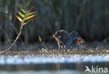 Waterrail (Rallus aquaticus)