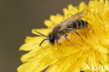 Weidebij (Andrena gravida)