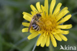 Banded Mining Bee (Andrena gravida)