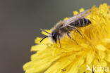 Weidebij (Andrena gravida)