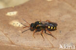 Bonte wespbij (Nomada bifasciata)