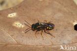 Wasp-bee (Nomada bifasciata)