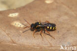 Wasp-bee (Nomada bifasciata)