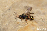 Bonte wespbij (Nomada bifasciata)