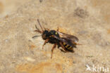 Wasp-bee (Nomada bifasciata)