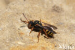 Wasp-bee (Nomada bifasciata)