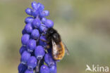 Gehoornde metselbij (Osmia cornuta)