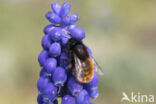 Gehoornde metselbij (Osmia cornuta)