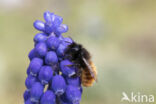 Gehoornde metselbij (Osmia cornuta)