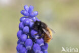 Osmia cornuta