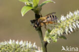 Yellow-legged Mining Bee (Andrena flavipes)