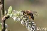 Grasbij (Andrena flavipes)