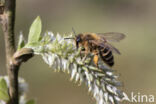 Yellow-legged Mining Bee (Andrena flavipes)