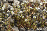 Rue-leaved Saxifrage (Saxifraga tridactylites)