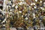 Rue-leaved Saxifrage (Saxifraga tridactylites)